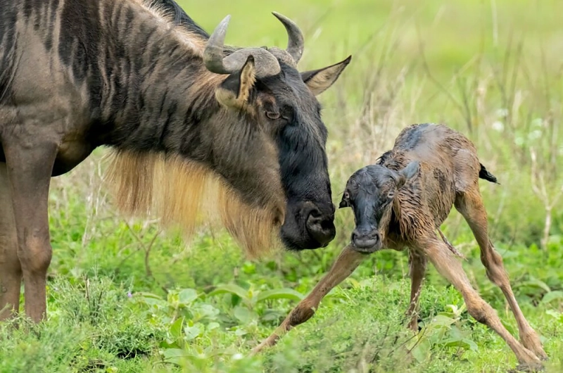 The Calving Season on Southern Serengeti plains