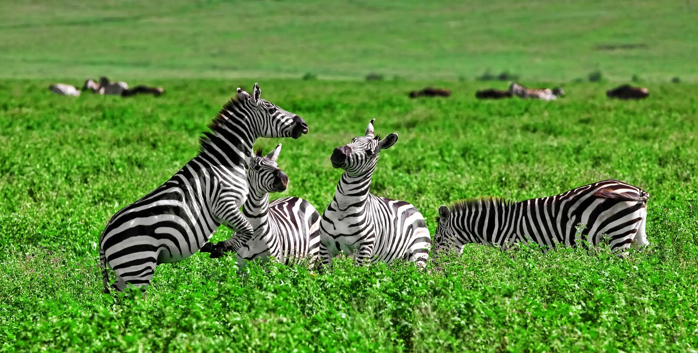 The Green Season vibrant landscapes in Tanzania