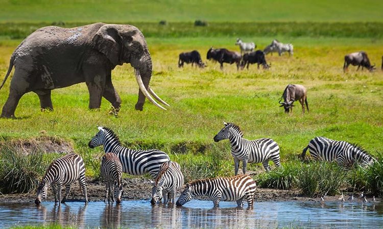 Game drive into the wild in Tanzania