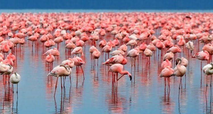 Lake Manyara National Park