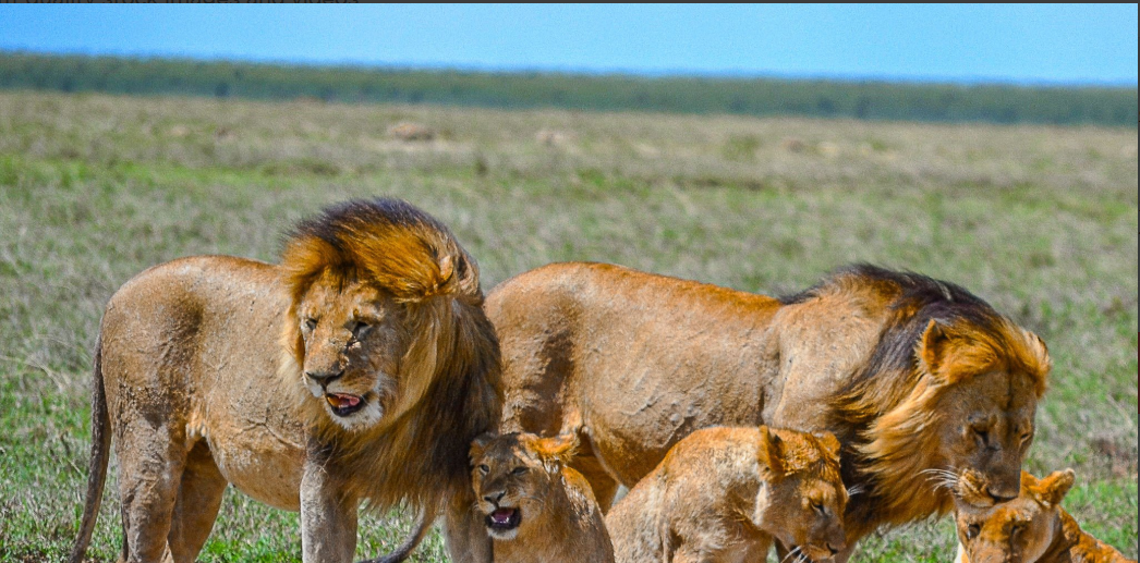 Mainland Tanzania Safaris